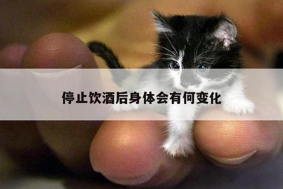 【yy易游体育】停止饮酒后身体会有何变化