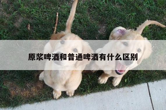 yy易游：原浆啤酒和普通啤酒有什么区别